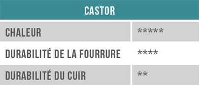 Tableau - Castor