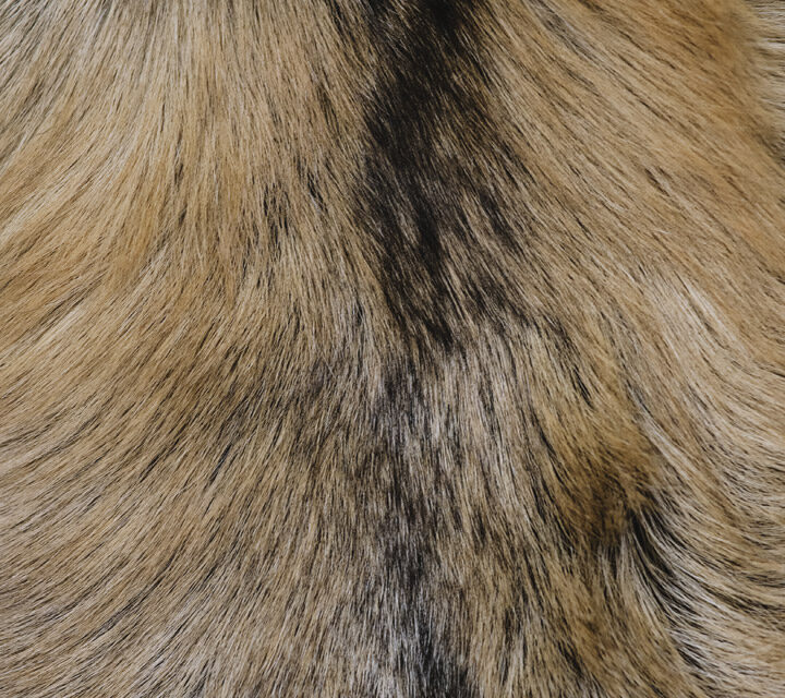 maintaining and storing fur